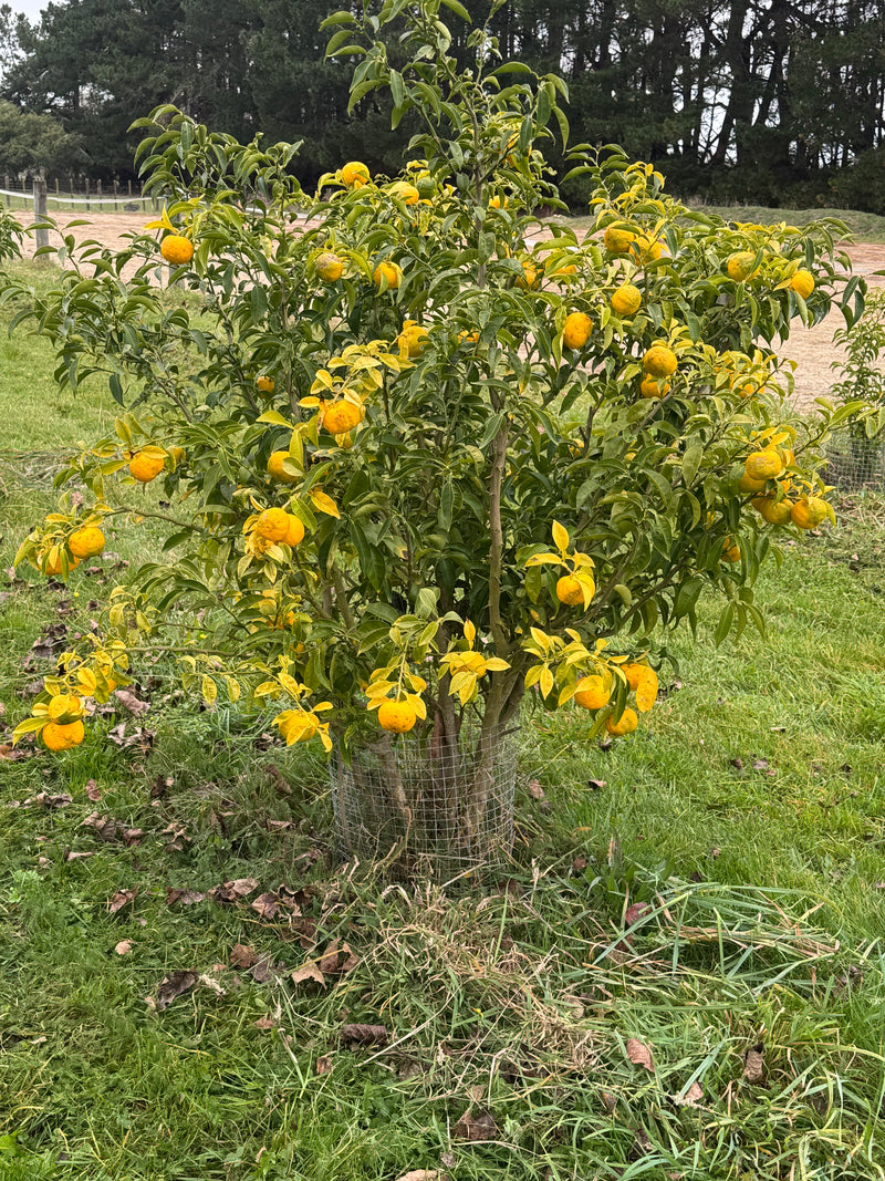 Yuzu Trees June 2026