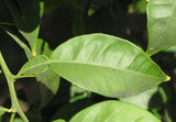Fresh Yuzu Leaves