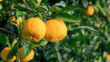 Fresh Picked Yuzu