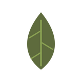 Fresh Yuzu Leaves