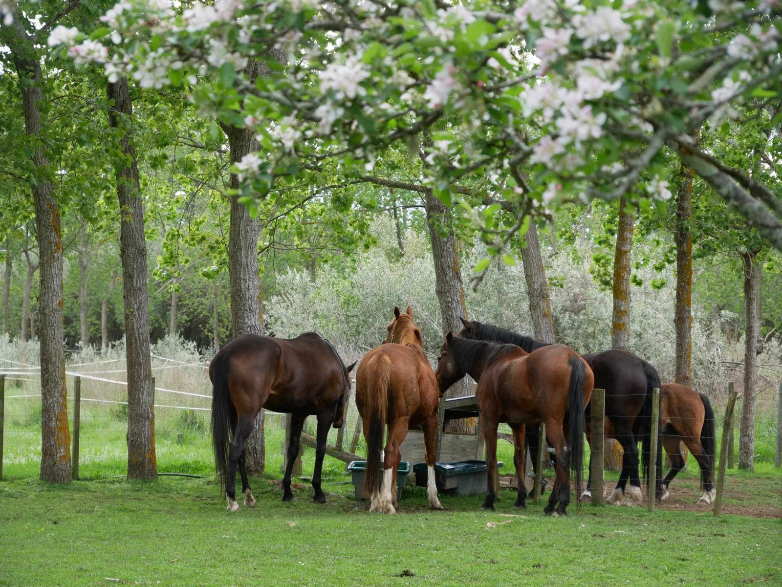 Time with the horses.