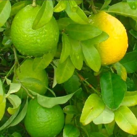 Lime