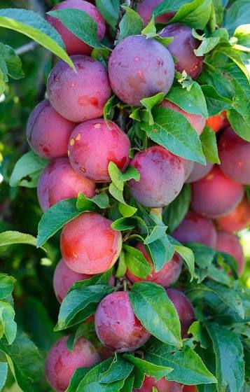 Fresh Red Plums