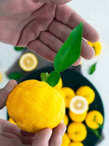 Fresh Yuzu Leaves
