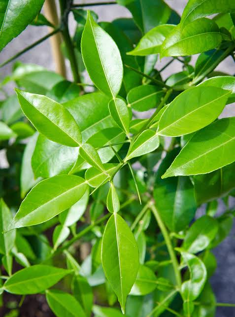 Fresh Yuzu Leaves